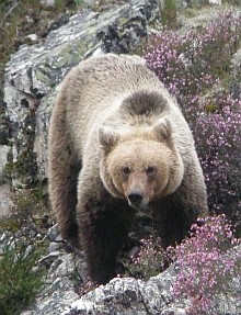 In Search of the Littlest Grizzly - Cantabrican Brown Bears in Somiedo
